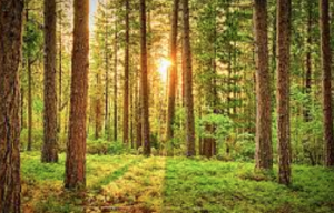 FOREST FRIDAYS! Afternoon BIRD Walk in Hopkins Forest 4-5:30pm